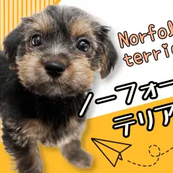 【 ノーフォークテリア 】希少犬種×レアカラー！究極のマルワンプレミアムドッグ！