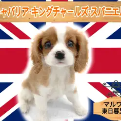 【 キャバリア・キングチャールズ・スパニエル 】英国の騎士呼ばれる癒しワンコ