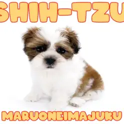 【 シーズー 】ホワイト＆ゴールドの被毛が美しいペチャ顔代表の天真爛漫ガール登場！