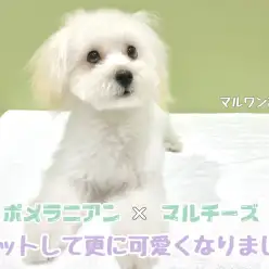 【 MIX 】トリミングして可愛さに磨きがかかったポメマルくん！