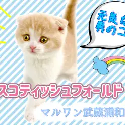 【 スコティッシュフォールド 】垂れ耳丸顔！人気のクリーム系なふわふわ癒し子猫