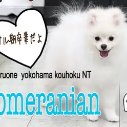 【 ポメラニアン 】サル期卒業のポメ君 グングン増毛中！