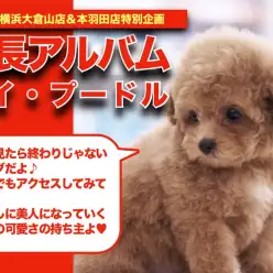 【 トイプーちゃんの成長アルバム 】濃いめのアプリコットカラー！トイプーちゃんの成長記録