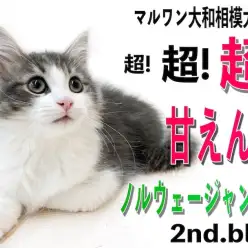 【 ノルウェージャンフォレスト 】心優しく人懐っこさ抜群！甘えん坊猫の2nd記事