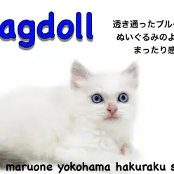 【 ラグドール 】ブルーの瞳が美しい！穏やかなぬいぐるみにゃんこ降臨