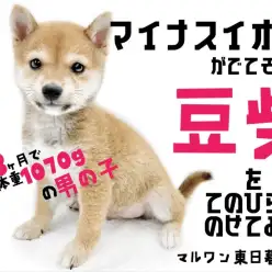 【 豆柴 】誇り高き日本男児を手のひらに乗せてみたらちょっとはみ出るくらいだった