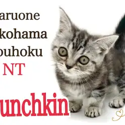 【 マンチカン 】アメショじゃないよ！わたしは短足マンチカンの女の子