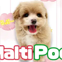 【 MIX犬 】5分で完読！愛嬌たっぷりマルプーちゃんの人気の秘密をご紹介！