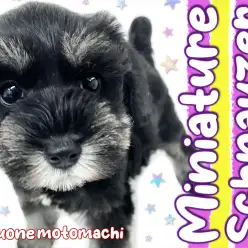 【 ミニチュアシュナウザー 】おじフェイスとのギャップがたまらない優等生！