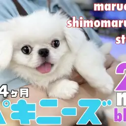 【 ペキニーズ 】甘えん坊で愛されキャラ！寄り添い癒しを届けるワンコの2nd記事