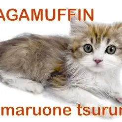 【 ラガマフィン 】生後4ヵ月！まん丸お目々の美形女子！