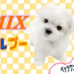 【 MIX 】ムッチリ体型好きにはたまらない、人気MIX犬マルプーちゃん