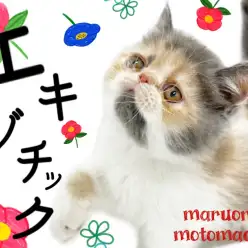 【 エキゾチック 】ぶちゃかわ猫の真骨頂！ダイリュートキャリコで登場！！
