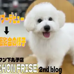 【 ビションフリーゼ 】2ndブログ！シャンプーデビュー！可愛い写真撮影会も開始