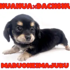 【 MIX犬 】チワワとダックスの最強MIX！初心者必見の温厚なチワックス登場！