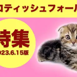 【 スコティッシュフォールド特集 】6/15現在在店中の人気NO1ニャンコ特集！