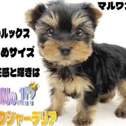 【 ヨークシャーテリア 】都内No.1のルックス、小さめサイズの女の子が降臨！