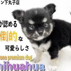 【 チワワ 】プロが認めたプレミアム認定！マズルの短さ、ドワーフ体型と正に完璧！
