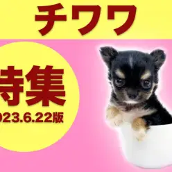 【 チワワ特集 】6/22現在在店中の世界最小犬！愛らしさ満点のチワワちゃん特集