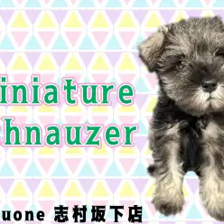 【 ミニチュアシュナウザー 】おっとり甘えん坊さんなソルト&ペッパーの女の子！