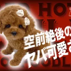 【 トイプードル 】環境馴れ抜群！素晴らしい被毛と愛らしいお顔の男の子！