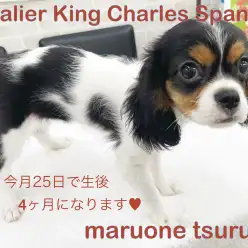 【 キャバリア 】もうすぐ4ヶ月！美女子に成長中！！