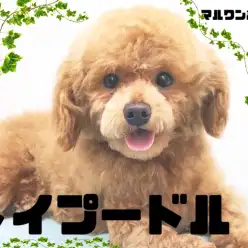 【 トイプードル 】シュッとしたスタイルにクリクリお目め!愛くるしい男の子です