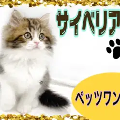 【 サイベリアン】お手入れだって優秀!甘えん坊キャット