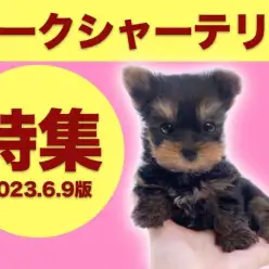 【 ヨークシャーテリア特集 】6/9現在在店中の動く宝石！ヨーキーちゃんをご紹介