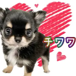 【 チワワ 】パーフェクトなルックスと愛くるしさを持ち合わせた激かわちーたん