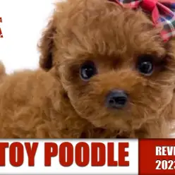 【 トイプードル 】明るく社交性高い鮮やかなレッドカラーの女の子！