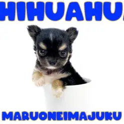 【 チワワ 】生後59日体重414g！目ヂカラ最強の極小チワワが聖地に降臨！