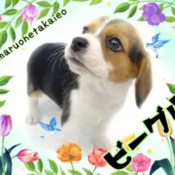 【 ビーグル 】人懐っこさ抜群！あまえんぼもっちりガール！