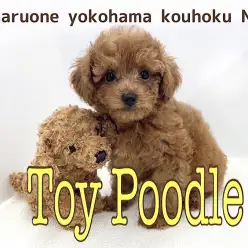 【 トイ・プードル 】濃厚レッドのイケメンプードルは遊びの天才！