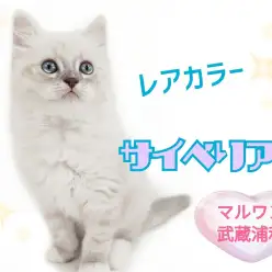 【 サイベリアン 】レアカラー！クールな外見に甘えん坊なギャップ萌えにゃんこ