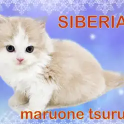 【 サイベリアン 】優しい性格！幸運を呼ぶハチワレの女の子！