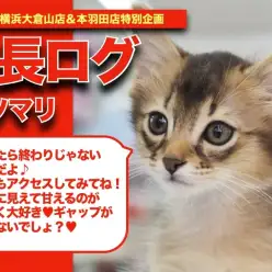 【 ソマリちゃんの成長アルバム 】見た目と性格のギャップがたまらない！甘えん坊ソマリちゃんの成長記！