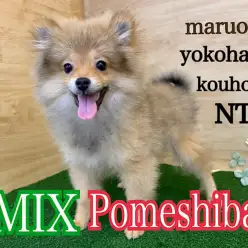 【 ミックス 】生後150日！猿期真っ只中！ニックネーム『たぬきのタヌタヌ』