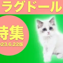 【 ラグドール特集 】6/22現在在店中のぬいぐるみキャット！ラグドール特集！