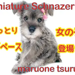 【 ミニチュアシュナウザー 】おっとり&マイペースな女の子がやってきました！！