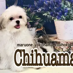 【 MIX 】シーズー風味のチワマルちゃんはへそ天が得意