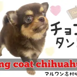 【 チワワ 】小さめサイズの大人気チョコタン！勇敢なチワワがやってきました！