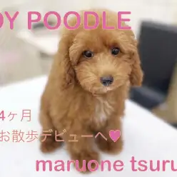 【 トイプードル 】生後4ヶ月！美人ちゃんに成長中！