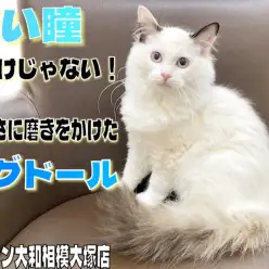 【 ラグドール 】青い瞳のみならず！毛色にも磨きをかけ美しさマシマシの2nd記事