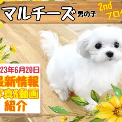 【 マルチーズ 】2nd紹介 さらに素敵な純白王子様になりました！
