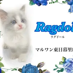 【 ラグドール 】超がつくほど美しいブルーアイの甘えん坊