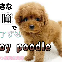 【 トイ・プードル 】アイドル級の大きな瞳がポイント！小さめサイズの女の子