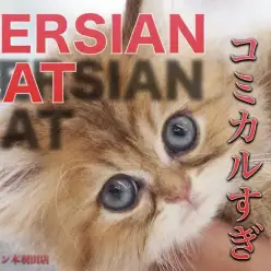 【 ペルシャ 】ぴょんぴょん跳ね回る元気いっぱいのチンチラゴールデン！