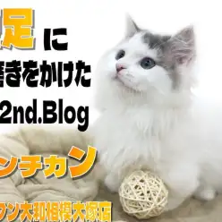 【 マンチカン 】生後4ヶ月目で更に磨きをかけた超短足！甘えん坊な性格も可愛い！