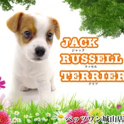 【 ジャックラッセルテリア 】家族が一番！最高のパートナーになるテリア犬
